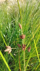 Bolboschoenus caldwellii