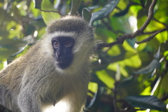 Chlorocebus pygerythrus hilgerti