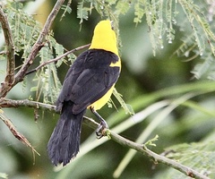 Gymnomystax mexicanus