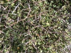 Rhamnus