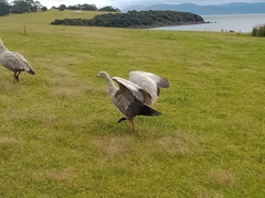 Cereopsis novaehollandiae