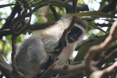 Chlorocebus pygerythrus hilgerti