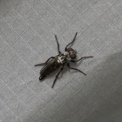 Cyrtopogon