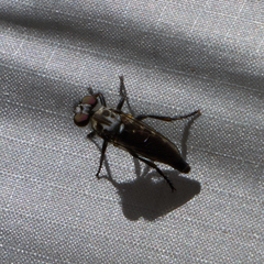 Cyrtopogon