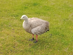 Cereopsis novaehollandiae