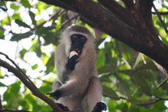 Chlorocebus pygerythrus hilgerti