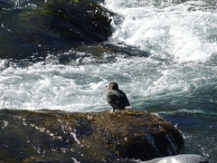 Hymenolaimus malacorhynchos