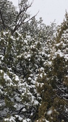 Pinales