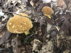 Boletus auripes