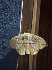 Lonomia