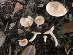 Lactarius fuliginosus