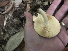 Lactarius fuliginosus