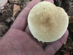 Lactarius fuliginosus