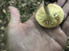 Lactarius fuliginosus