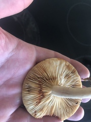 Lactarius fuliginosus