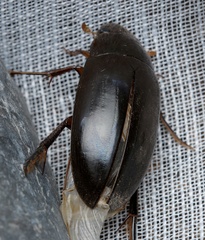 Hydrophilus