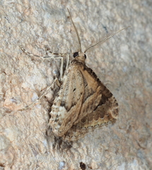 Epyaxa agelasta