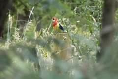 Platycercus eximius eximius