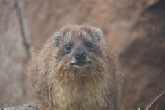 Procavia capensis johnstoni