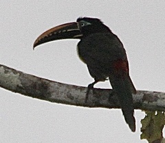 Pteroglossus castanotis