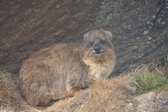 Procavia capensis johnstoni