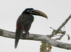 Pteroglossus castanotis