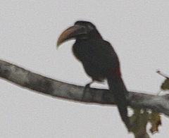 Pteroglossus castanotis