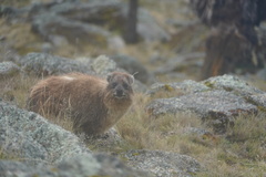 Procavia capensis johnstoni