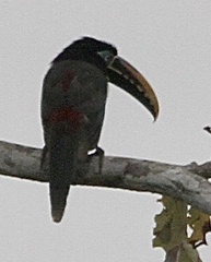 Pteroglossus castanotis