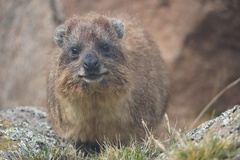 Procavia capensis johnstoni