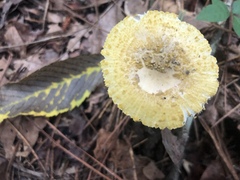 Amanita levistriata