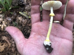 Amanita levistriata