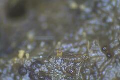 Ascobolus furfuraceus