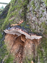 Fomitopsis pinicola