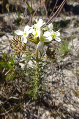 Polycarena gilioides