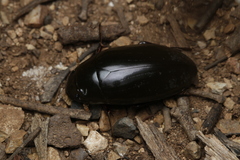 Hydrophilus
