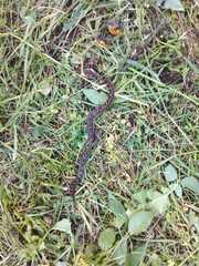 Crotalus triseriatus