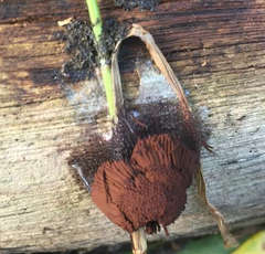 Stemonitis splendens