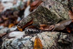 Dendrobates truncatus