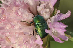 Cryptocephalus sericeus
