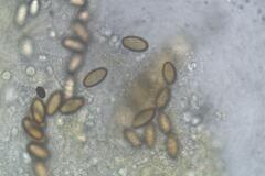 Ascobolus furfuraceus