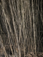 Phragmites australis