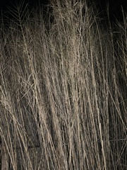 Phragmites australis