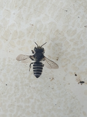 Megachilinae