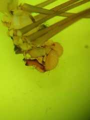 Pholcus gracillimus