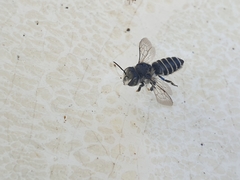 Megachilinae