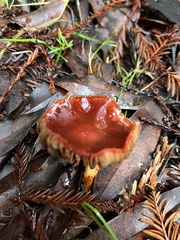 Hygrocybe punicea