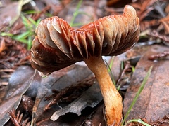 Hygrocybe punicea