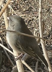 Junco hyemalis
