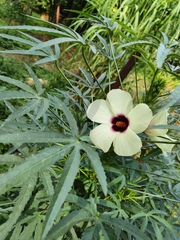 Hibiscus sabdariffa